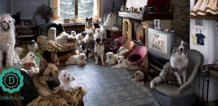 Jak wybrać rasę psa