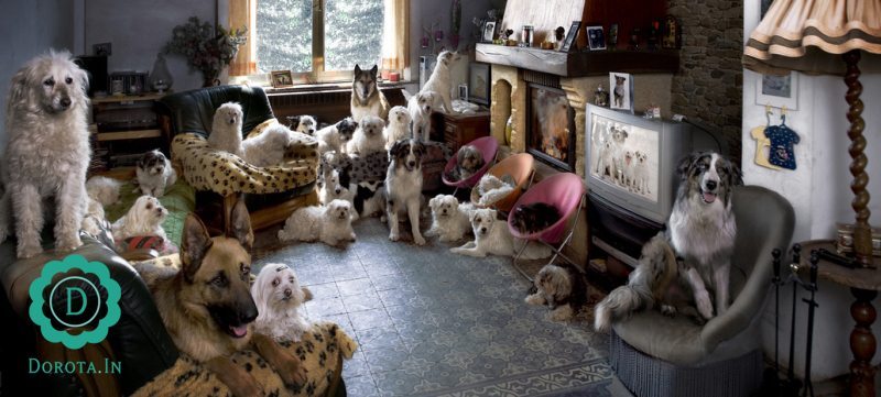 Jak wybrać rasę psa