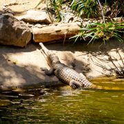 Krokodyl