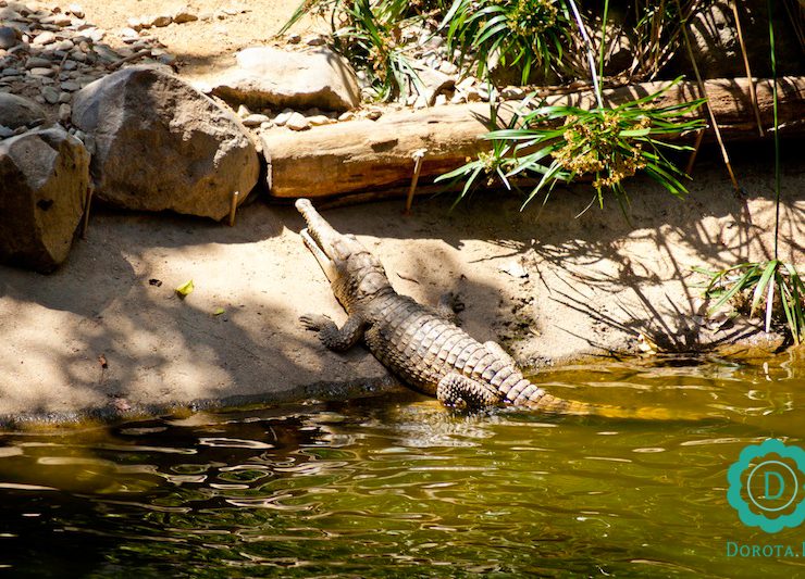 Krokodyl