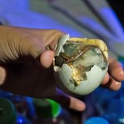 Balut - kacze jajko z zarodkiem