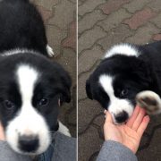 Owczarek azjatycki - Ursus