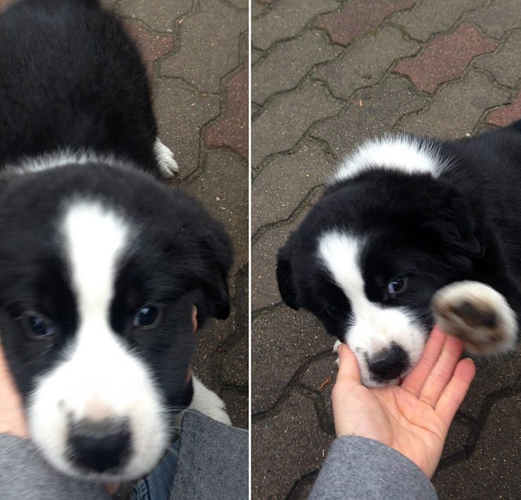 Owczarek azjatycki - Ursus