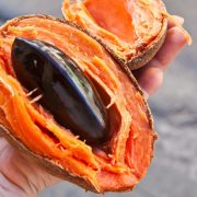 Mameyo - zapote - nietypowy owoc na Kubie