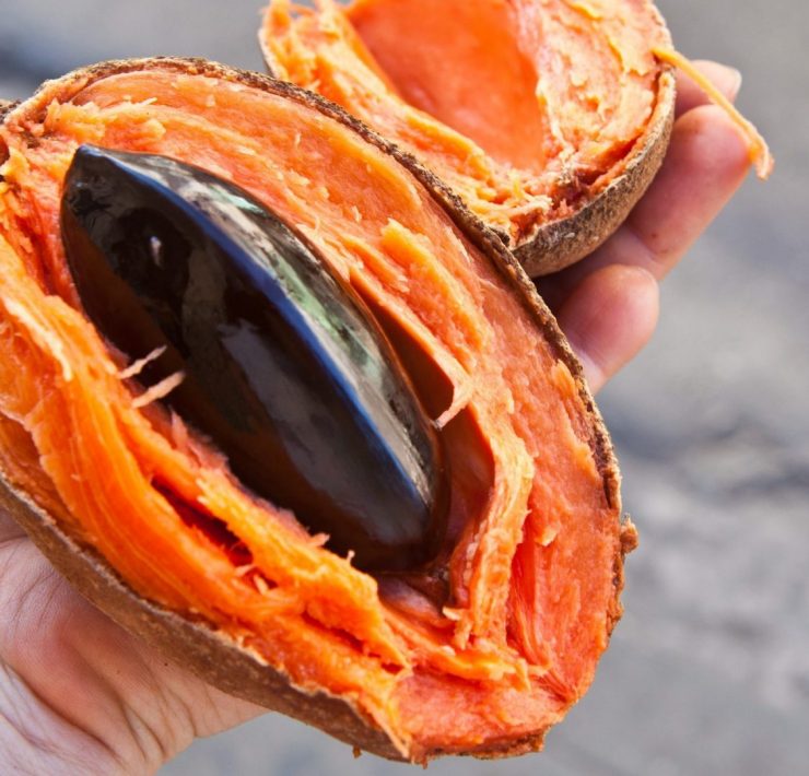 Mameyo - zapote - nietypowy owoc na Kubie