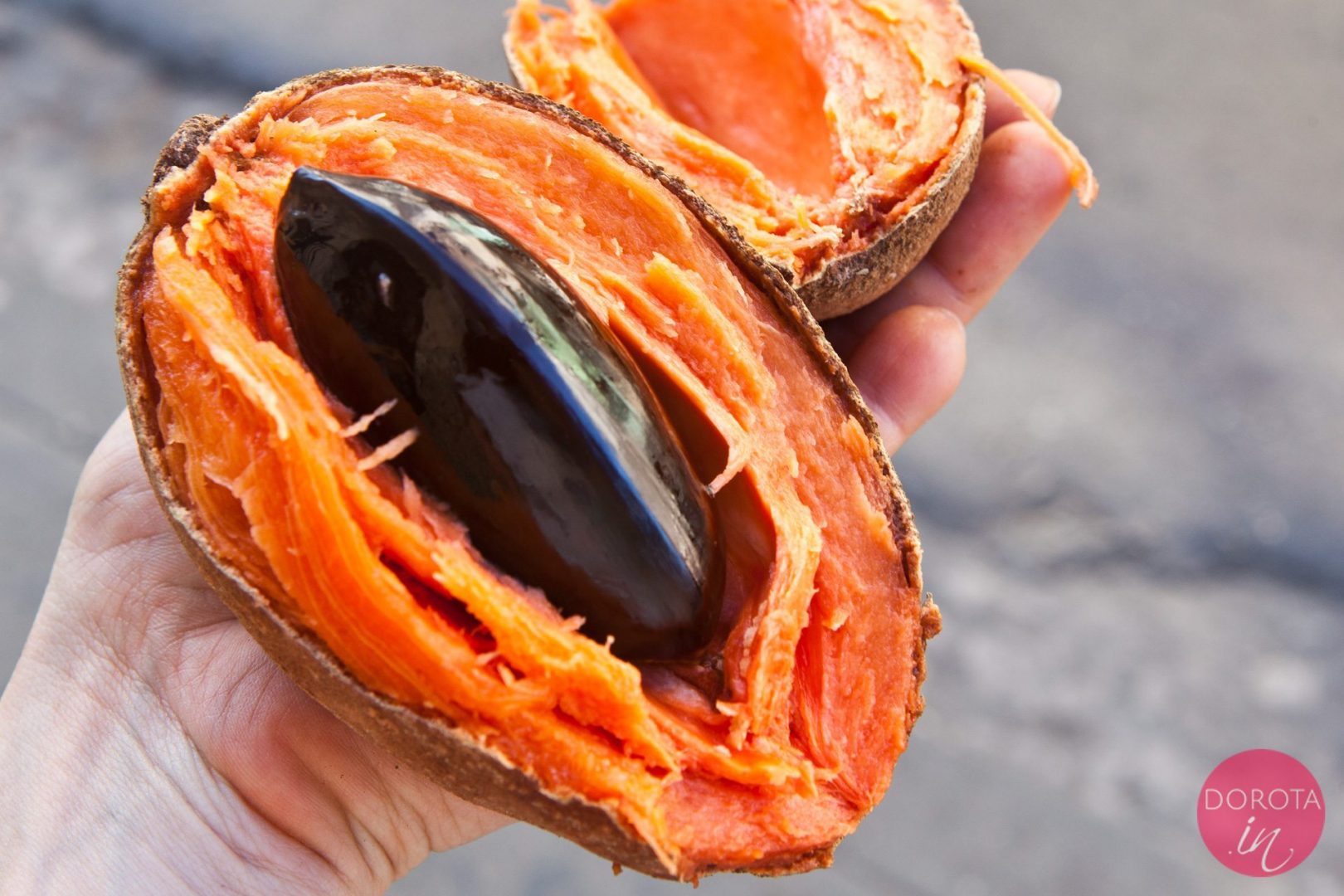 Mameyo - zapote - nietypowy owoc na Kubie